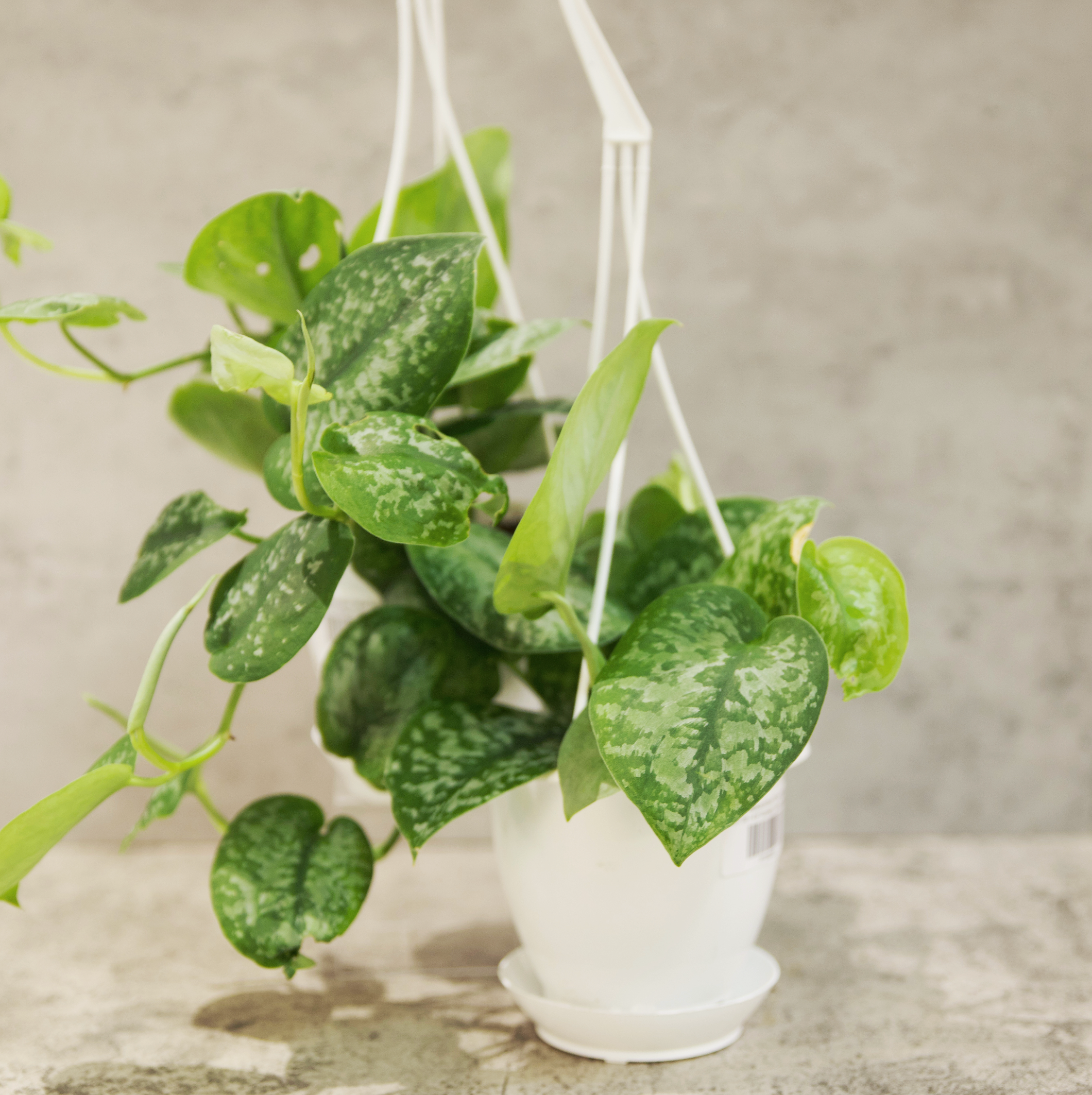 Scindapsus 'Silver Splash' – Dirt Bag
