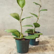 Load image into Gallery viewer, Hoya kerrii &quot;Green&quot;
