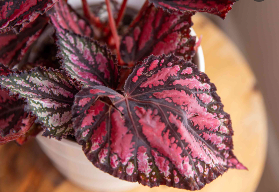 Begonia Rex Assorted