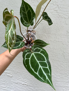 Anthurium hybrid 'Brielle X Zara' x Magnificum