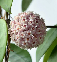 Load image into Gallery viewer, Hoya parasitica &#39;Black Margin&#39;
