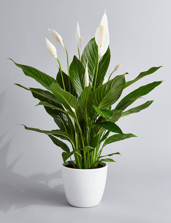 Peace Lily 