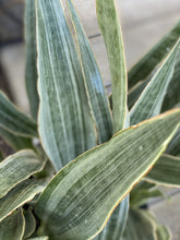 Load image into Gallery viewer, Sanseveria Sayuri &quot;Silver Sword&quot; Snake Plant
