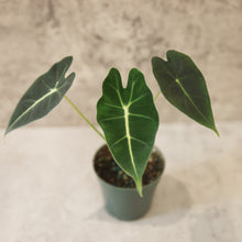 Load image into Gallery viewer, Alocasia &#39;Frydek&#39;
