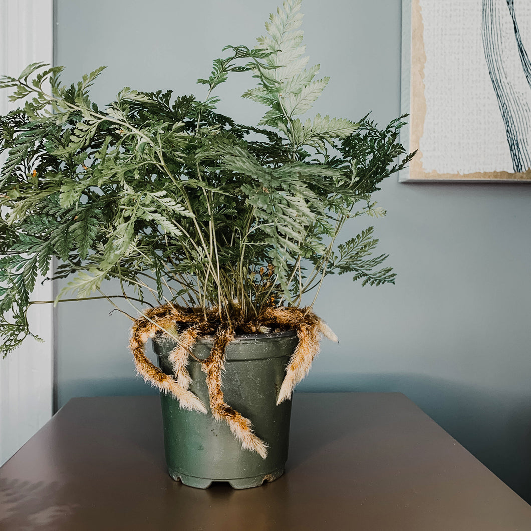 Rabbit's Foot Fern