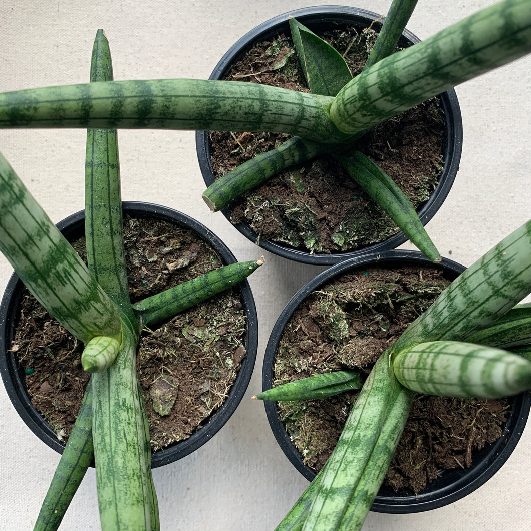 Snake Plant 'Starfish'