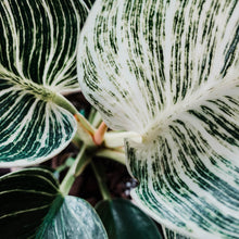 Load image into Gallery viewer, Philodendron &#39;Birkin&#39;

