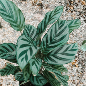 Calathea 'Freddie'