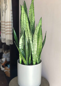 Snake Plant trifasciata