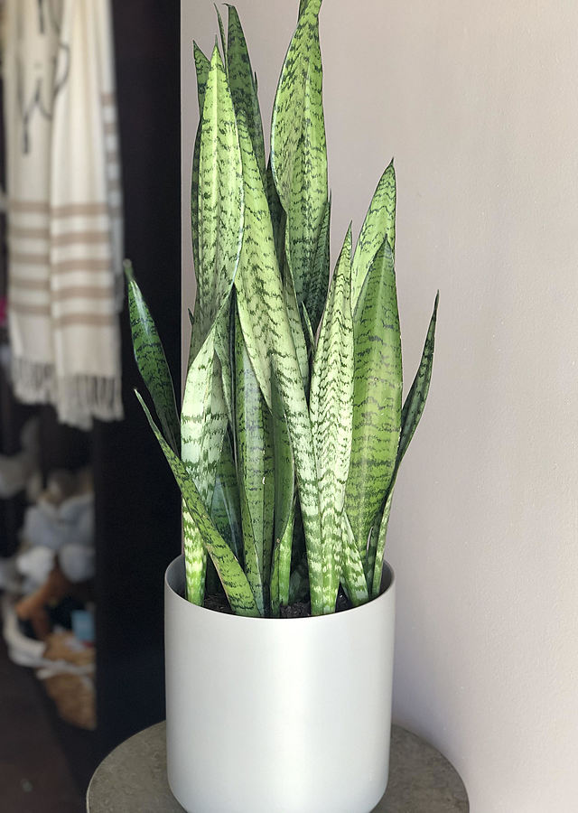 Snake Plant trifasciata